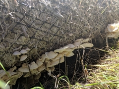 Lyophyllaceae