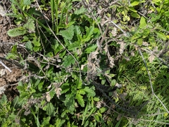 Verbena lasiostachys