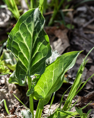 Arum italicum