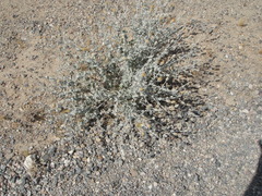 Brickellia incana