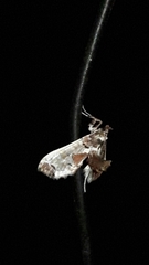 Neoleucinodes elegantalis