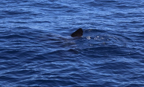 photo of Bump-head Mola (Mola alexandrini)