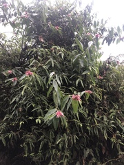 Ericaceae