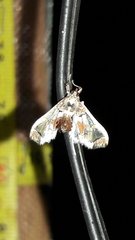 Neoleucinodes elegantalis