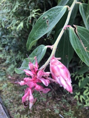Ericaceae