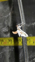Neoleucinodes elegantalis