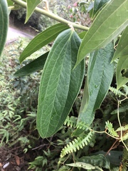 Ericaceae