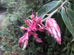 Ericaceae