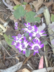 Pericallis × hybrida