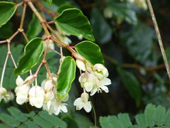 Begonia radicans