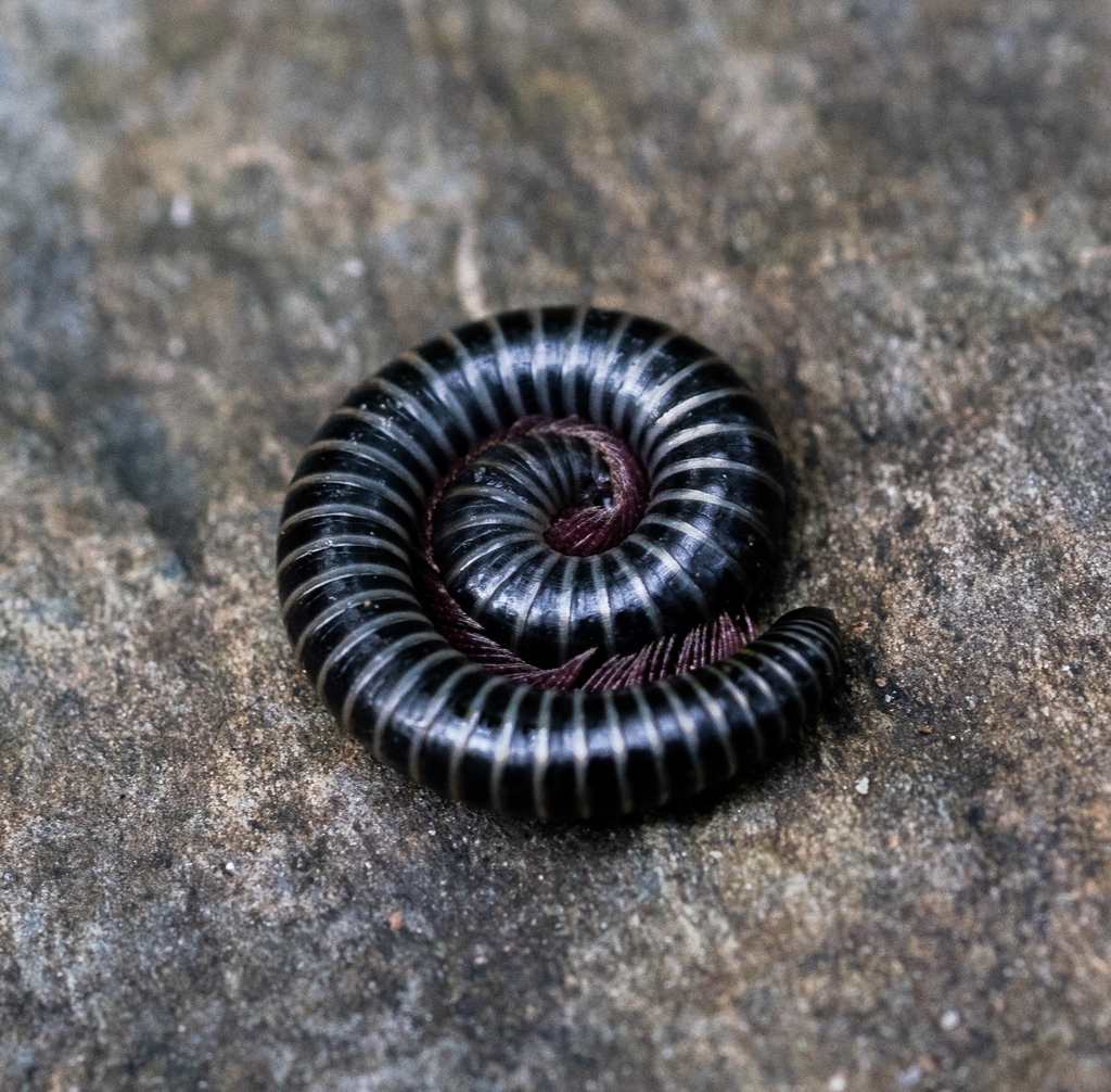 Brachyiulini
