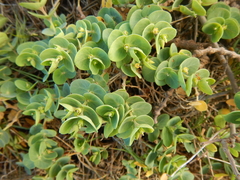 Euphorbia degeneri