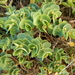 Euphorbia degeneri - Photo (c) stinger, alguns direitos reservados (CC BY), uploaded by stinger