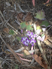 Pericallis × hybrida