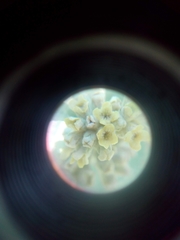 Buddleja sessiliflora