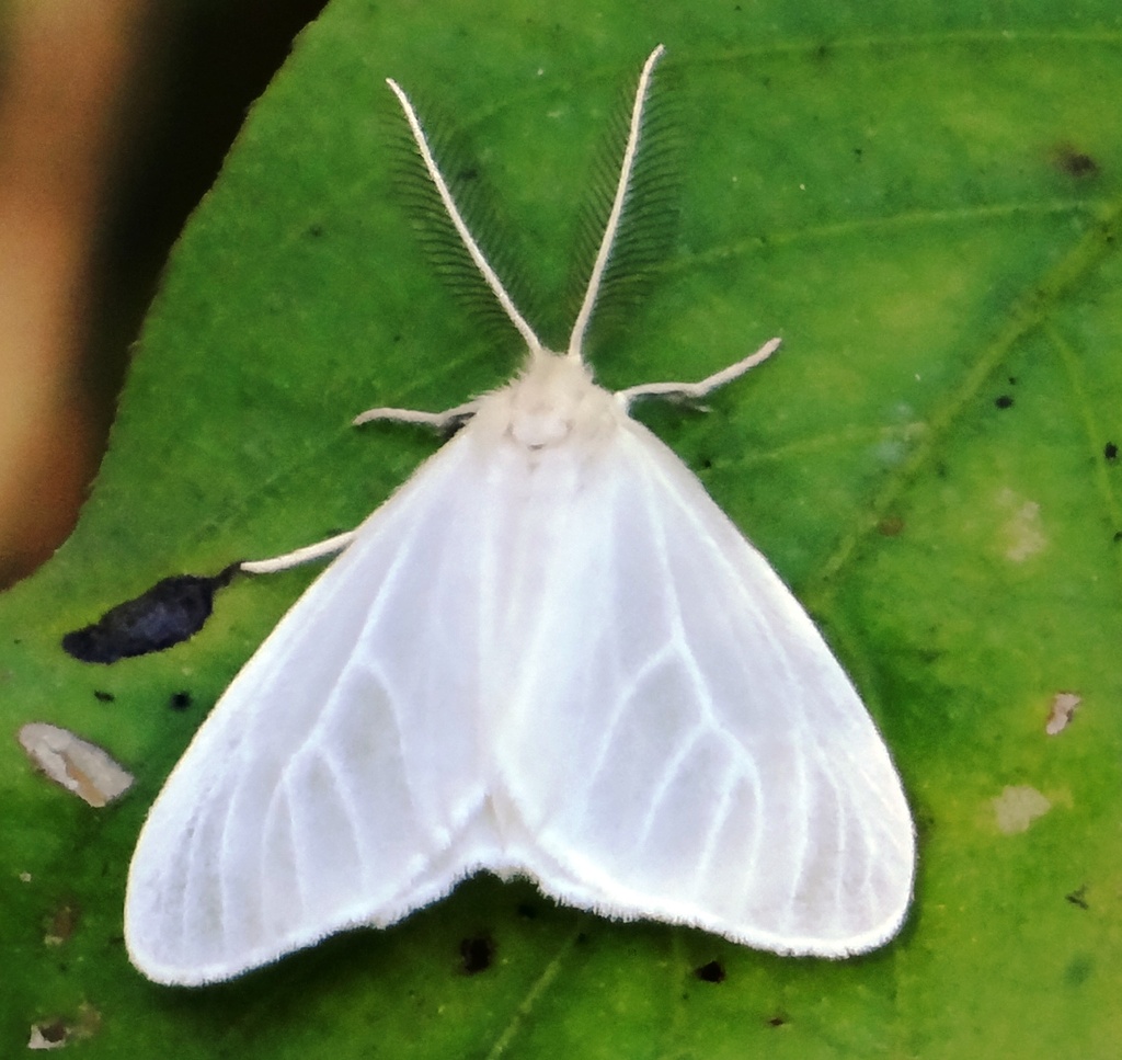 Marblepsis