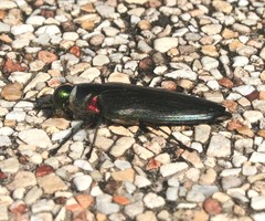 Belionota prasina
