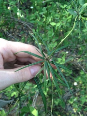 Petalostelma robertii