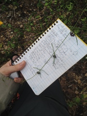 Petalostelma robertii