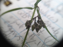 Petalostelma robertii