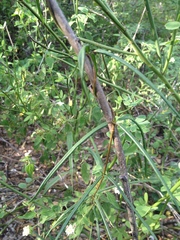 Petalostelma robertii