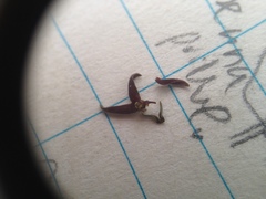 Petalostelma robertii