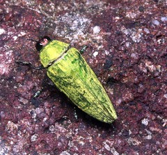 Eucallopistus castelnaudii