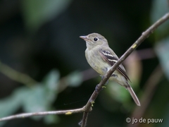 Empidonax virescens