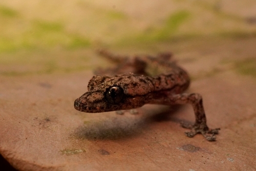 Common Dwarf Gecko, Hemiphyllodactylus typus