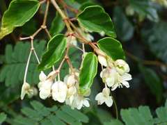 Begonia radicans