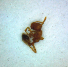 Monomorium pharaonis