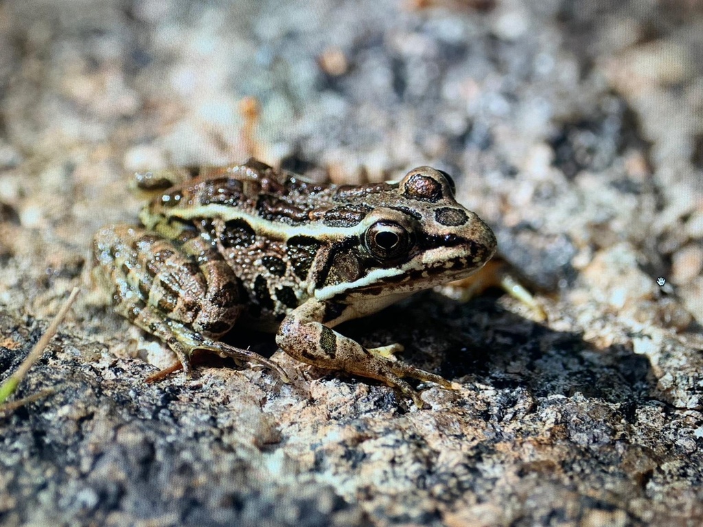 Pickerel Frog from Acadia National Park, Bar Harbor, ME, US on ...