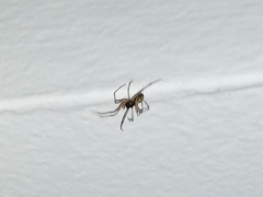 Steatoda triangulosa