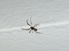 Steatoda triangulosa