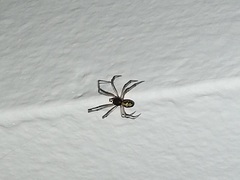 Steatoda triangulosa
