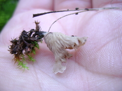 Arrhenia spathulata