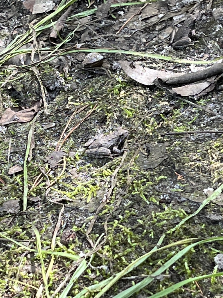 Southern Cricket Frog from Wabash Trail, Tallahassee, FL, US on October 4, 2023 at 0222 PM by