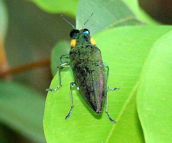 Iridotaenia purpureipennis