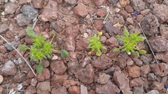 Chorizanthe brevicornu