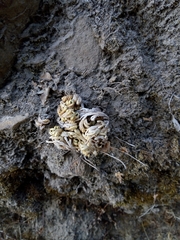 Selaginella lepidophylla