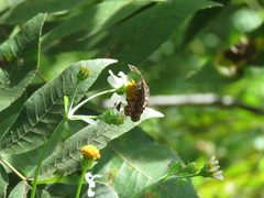 Cycloglypha thrasibulus
