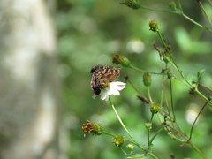 Cycloglypha thrasibulus