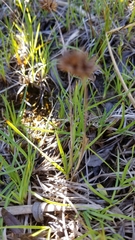 Juncus falcatus