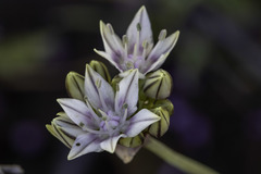Allium haematochiton