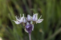 Allium haematochiton