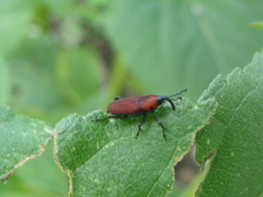 Rhodobaenus sanguineus