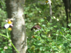 Cycloglypha thrasibulus