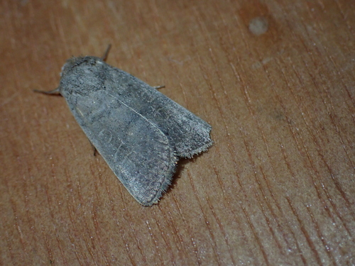 Hoplodrina ambigua