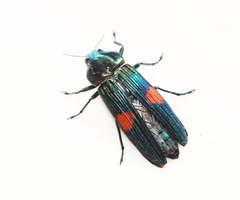 Strigoptera bimaculata
