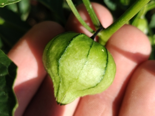 Physalis philadelphica
